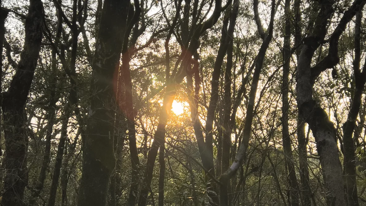 image-e186b140-e405-46a9-ad27-ae66addd88bf__cropHeight-1636_cropWidth-3115_cropX-362_cropY-240_targetExt-webp_width-3379-scaled (1)